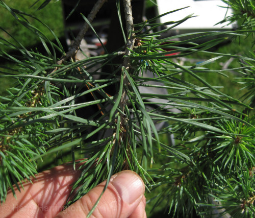 bonsai needle plucking